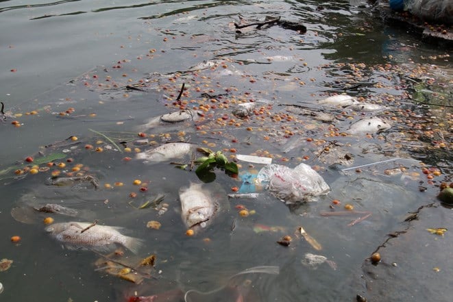 Hàng loạt loài cá chết hàng loạt nổi lềnh bềnh trên mặt sông bẩn